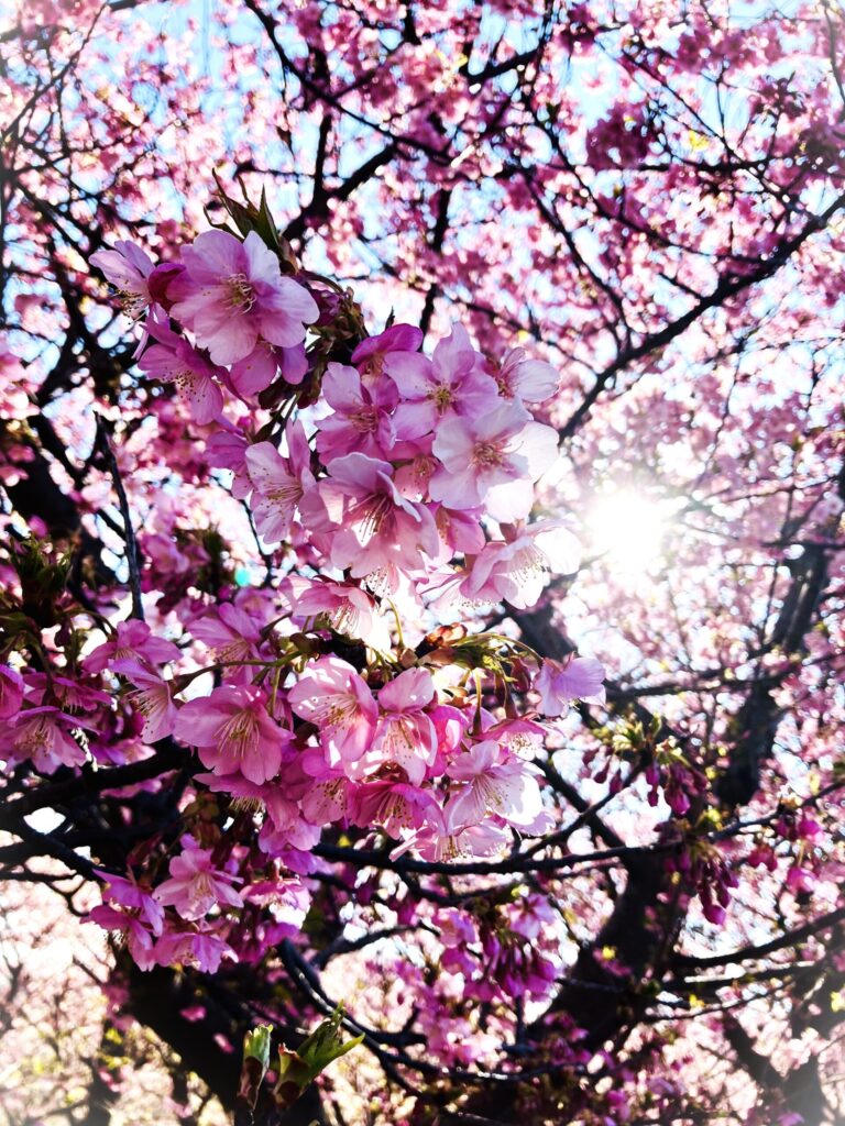 ブログ用写真 - アルカシャナ ブログ用写真