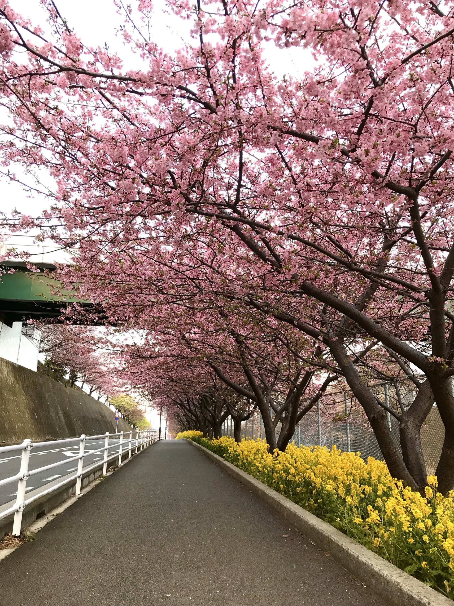 河津桜、咲きました♪　綺麗な河津桜の写真