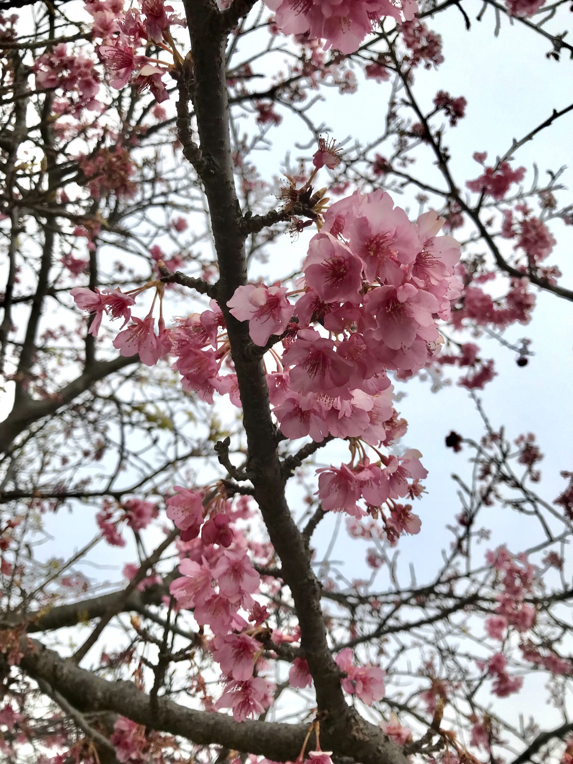 春の訪れまでもう少し　桜の写真