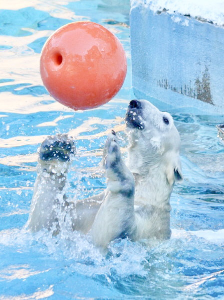 暑い日々いかがお過ごしですか　ボール遊び中で躍動感のあるシロクマさんの写真