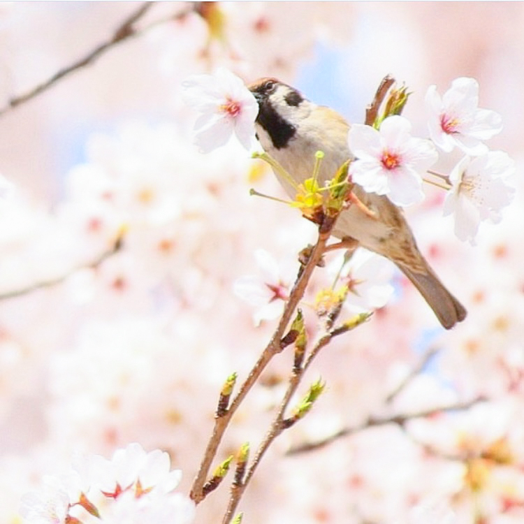 三月の始まり、春ですね 桜とスズメの写真