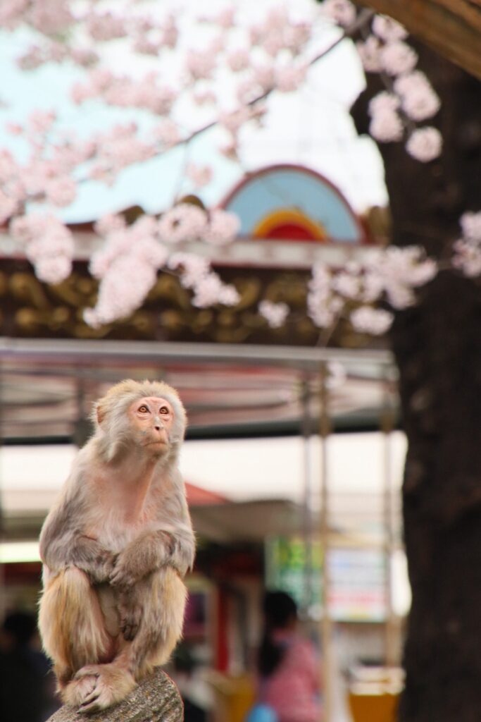 ブログ用写真 - アルカシャナ